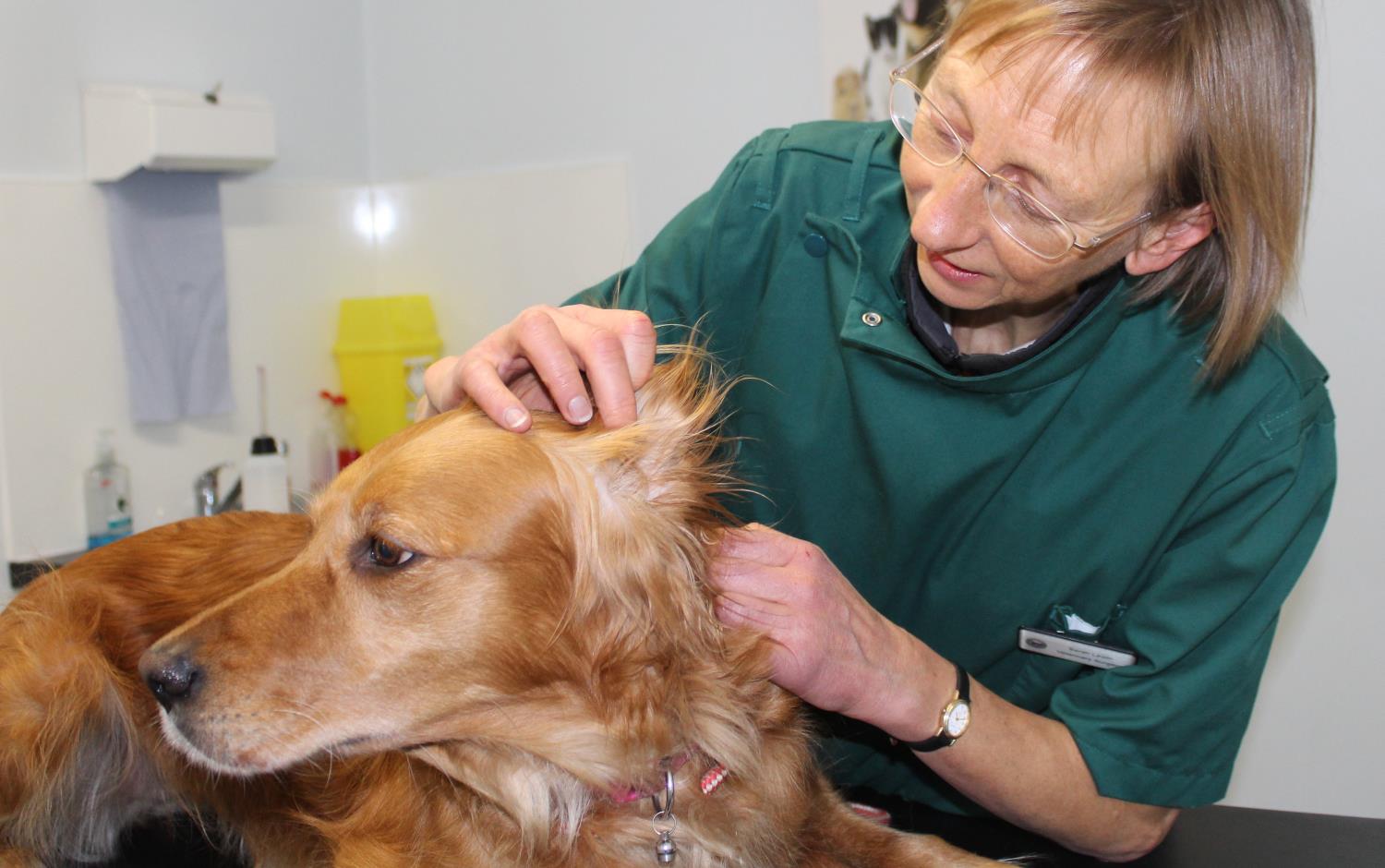 Small Animal Vet Consultations in Carlisle, Cumbria, from Coomara Vets