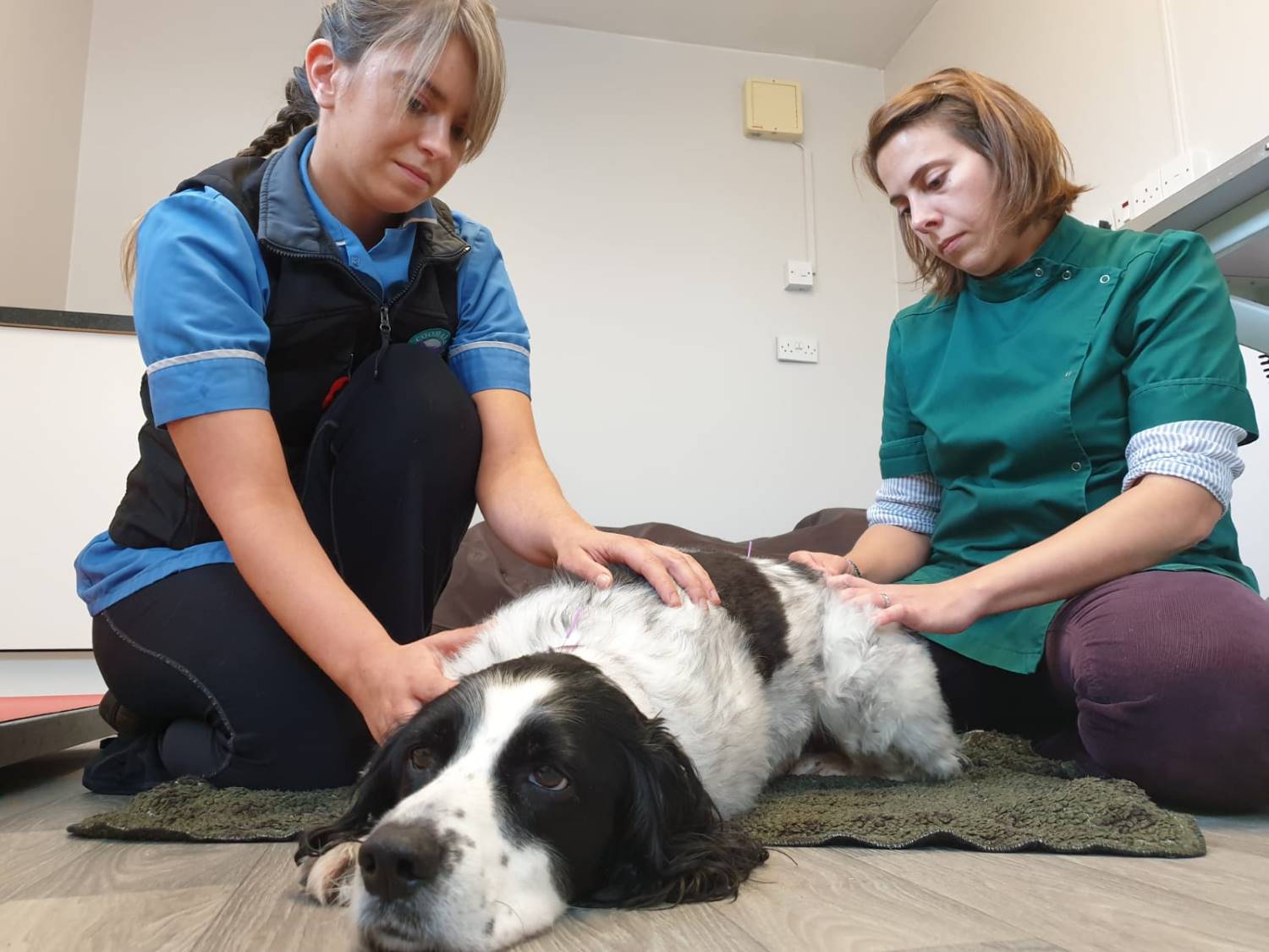 Chronic Pain Clinic | Pet Therapy For Pain Management